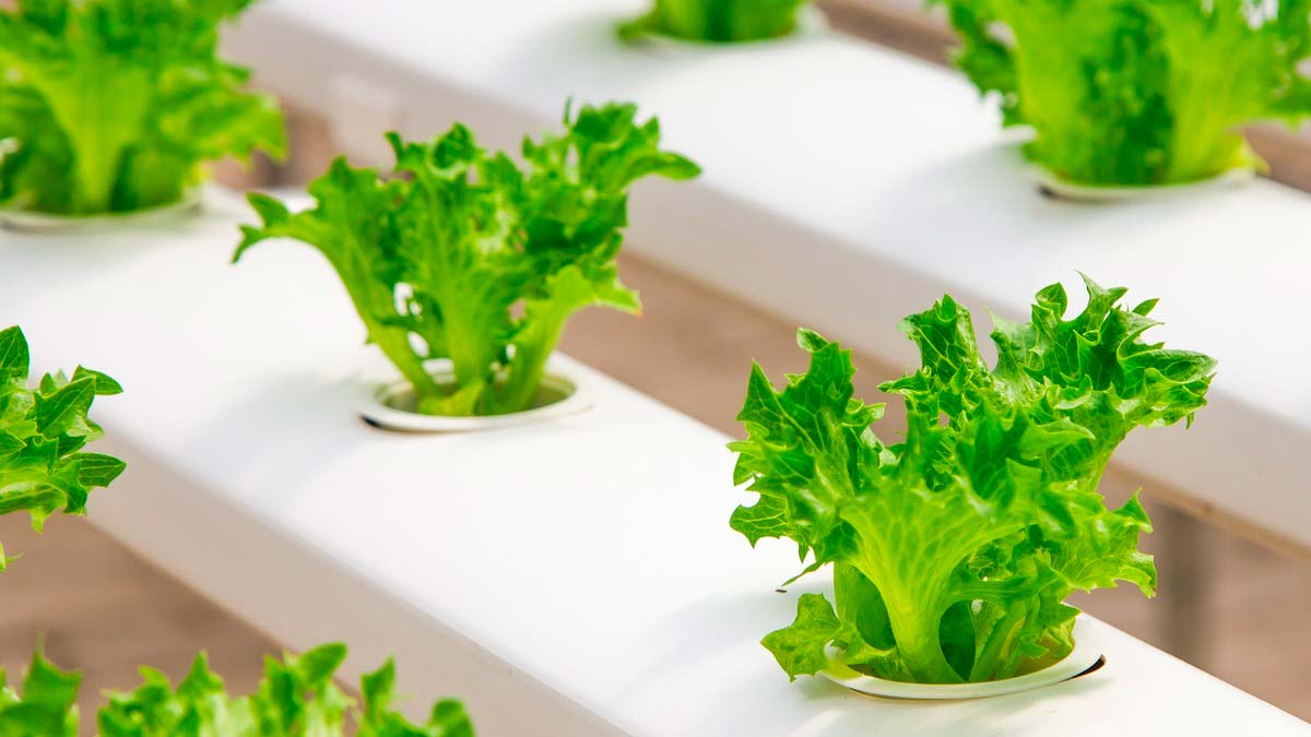 水耕栽培 初心者でも簡単 室内で野菜作り 100均アイテム使用 Yukico S Blog